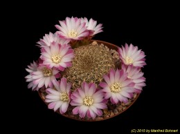 Sulcorebutia roberto-vasquezii WK986-1 2045